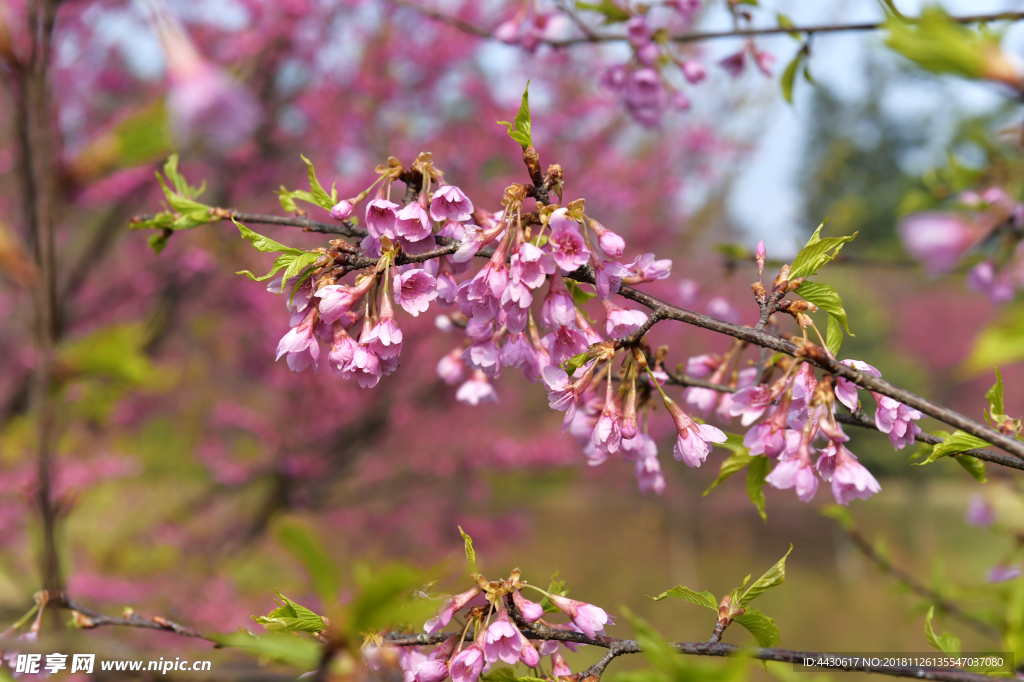 樱花5