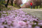 樱花4