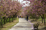 樱花2