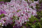 杜鹃花11