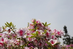杜鹃花8