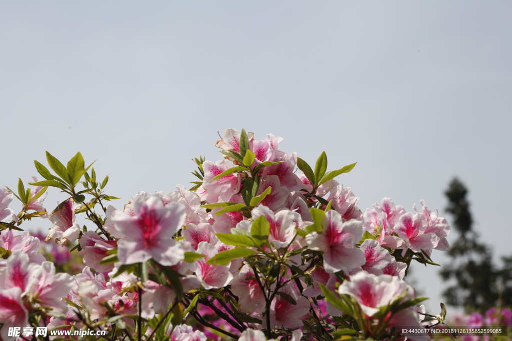 杜鹃花8