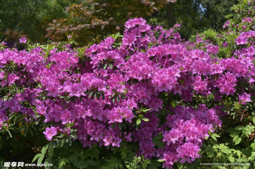 红色杜鹃花