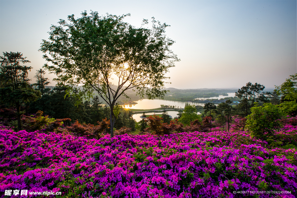 杜鹃花美图