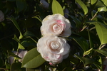 茶花2