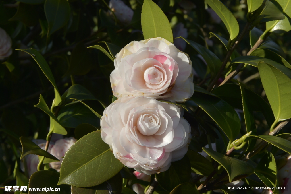 茶花2