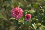 山茶花4