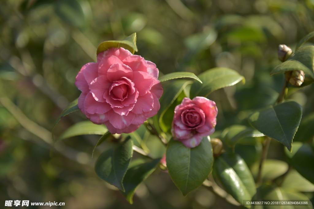 山茶花4