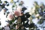 山茶花2