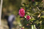 山茶花1