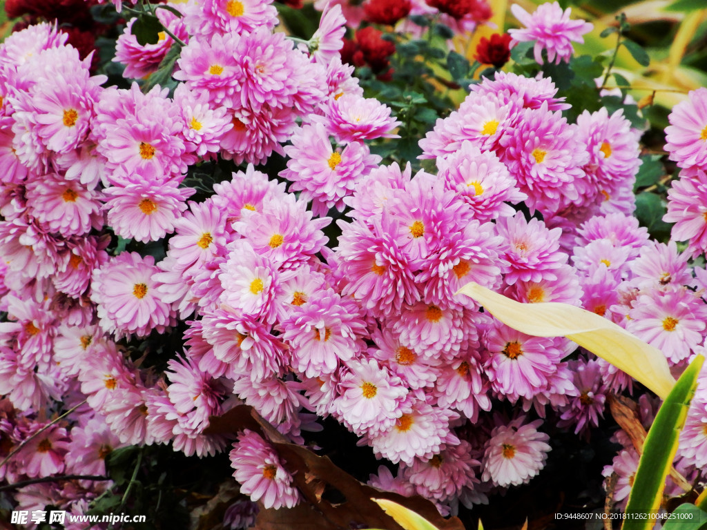 菊花