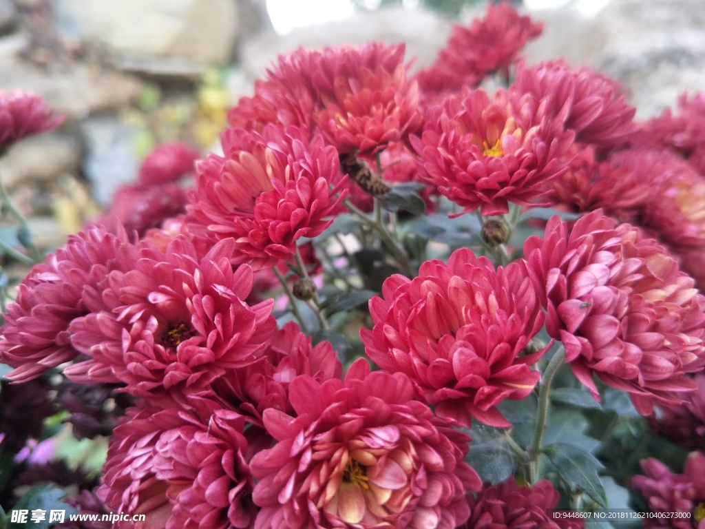 菊花