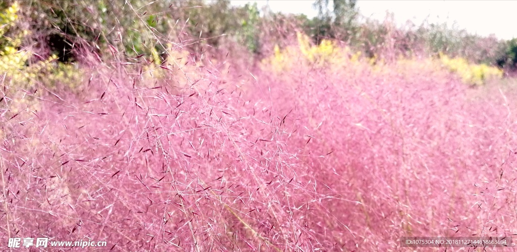 粉黛乱子草