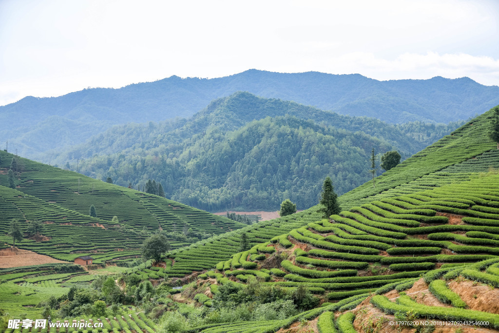 武夷山风光茶山