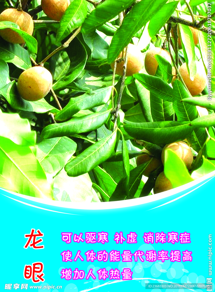 龙眼水果海报素材