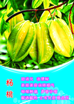杨桃水果海报素材
