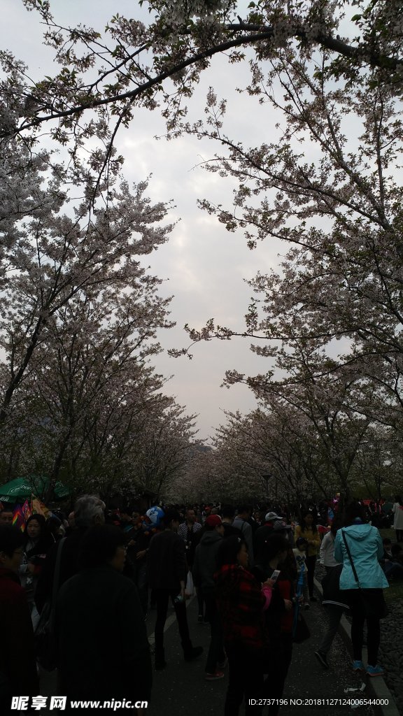 樱花