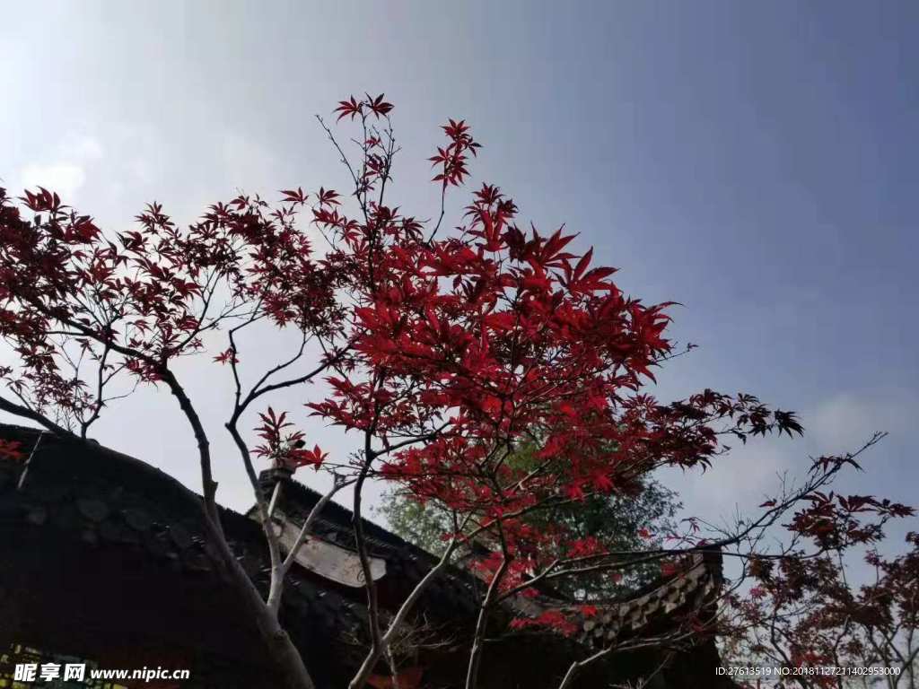 古房子上的红叶图片