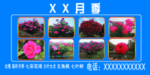 月季花卉
