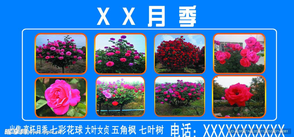 月季花卉