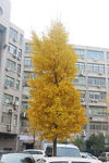 银杏树