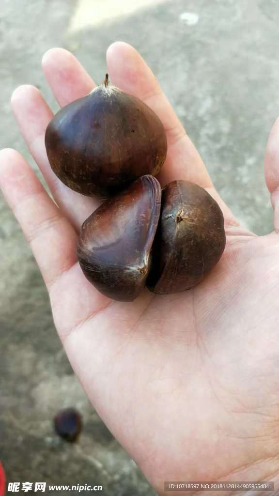 板栗