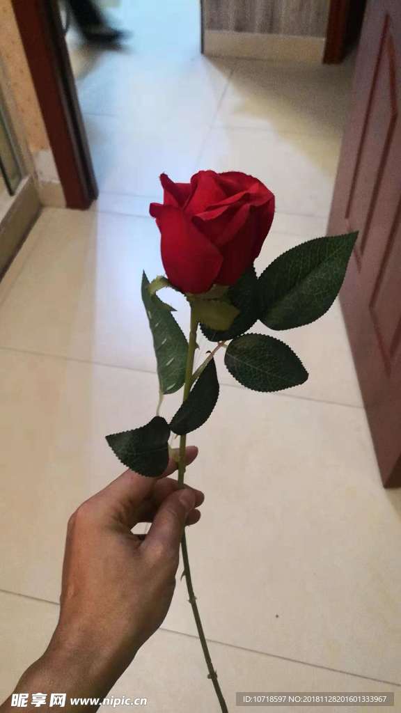 玫瑰花