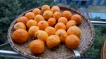 柿饼加工