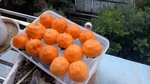柿子制作