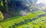 生态茶园