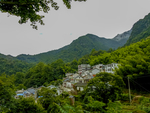 高山人家茶园里