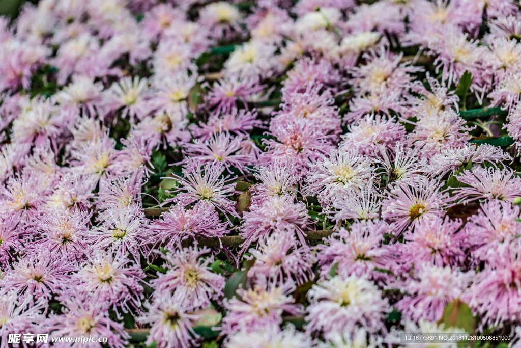 菊花素材