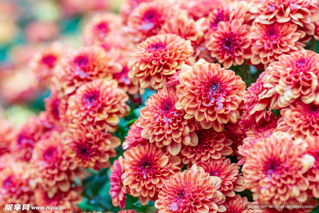 高清菊花素材