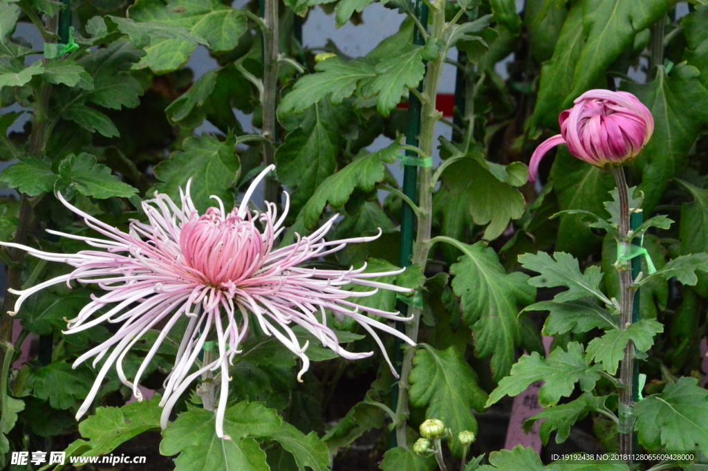 菊花