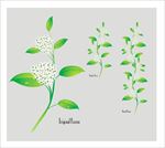 白色花藤