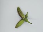 花茄子