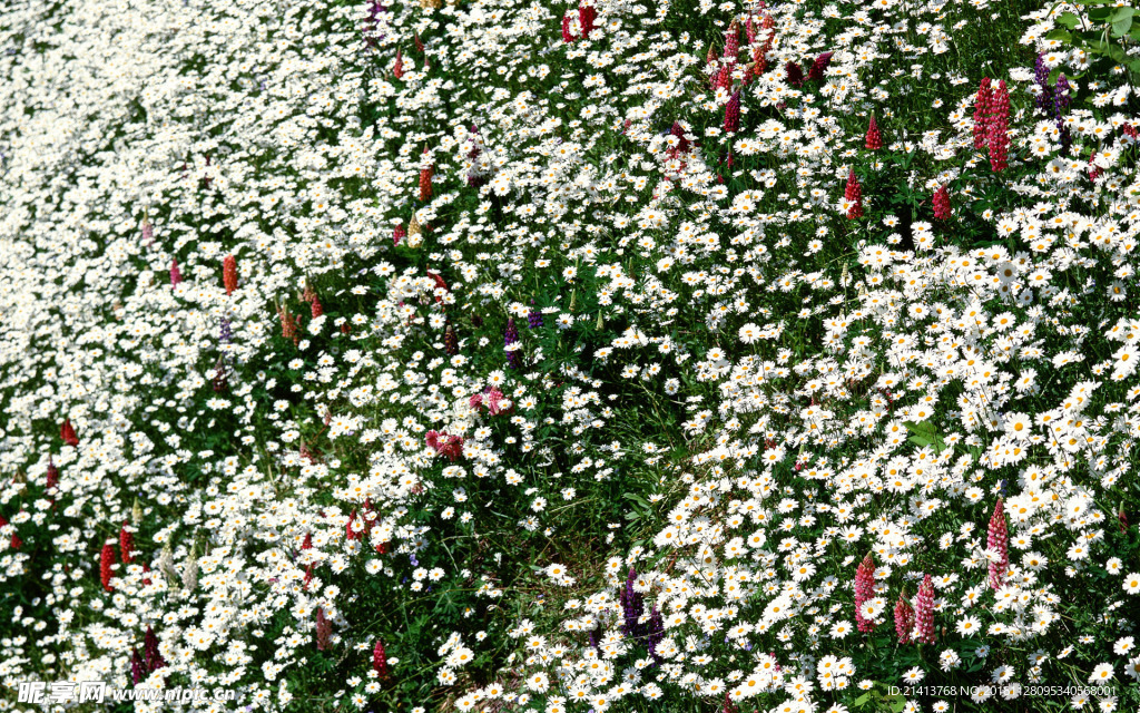 鲜花花朵花卉 花