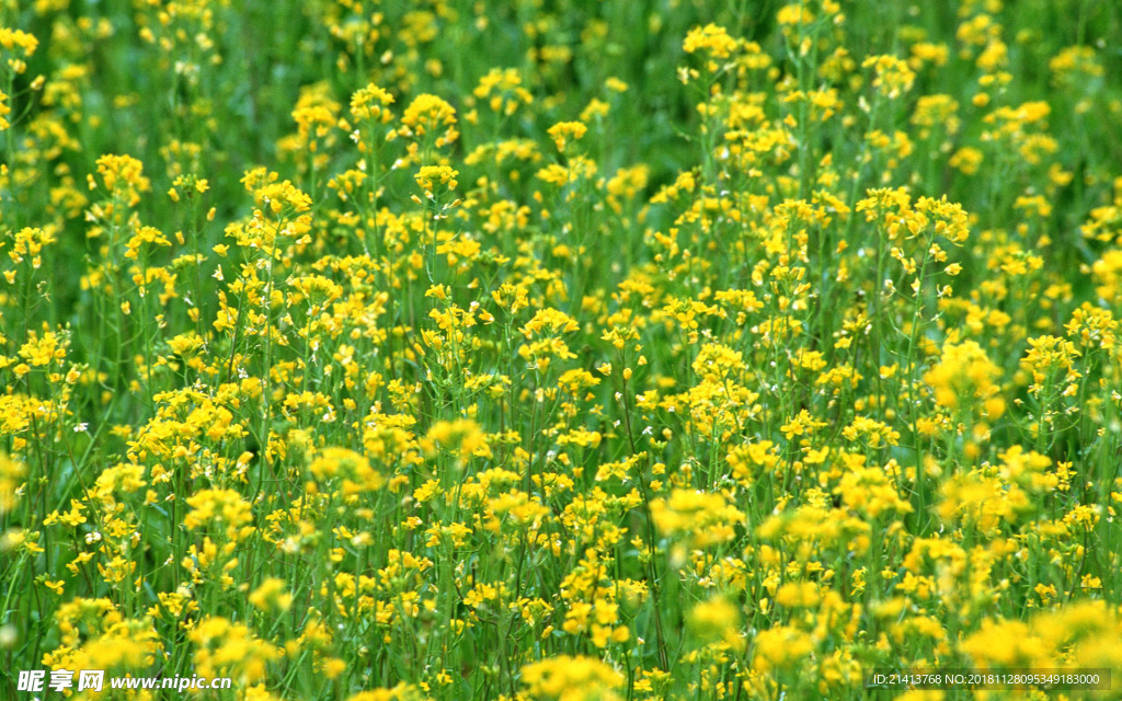 鲜花花朵花卉