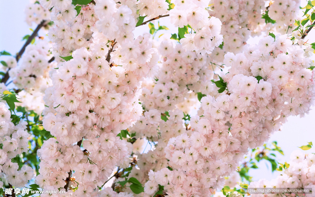 鲜花花朵花卉