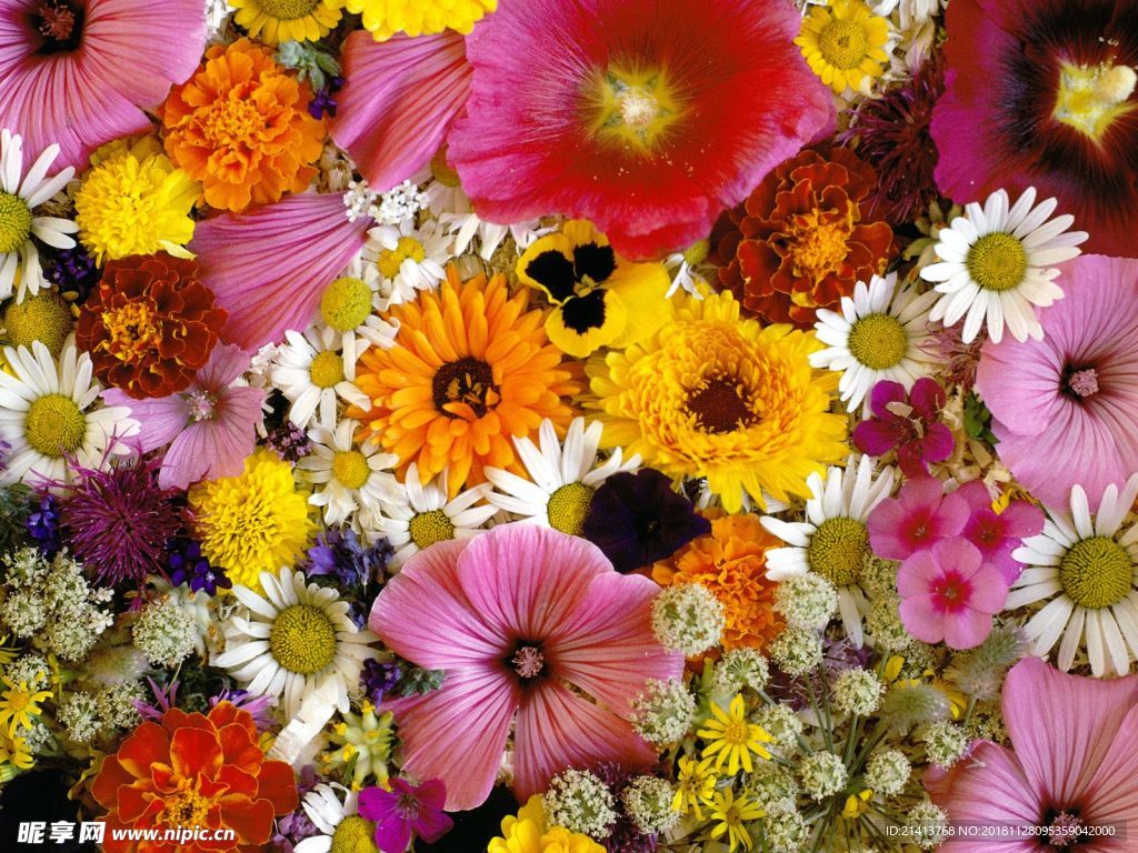 鲜花花朵花卉