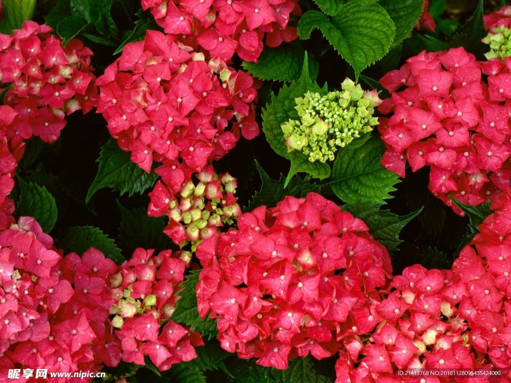 鲜花花朵花卉