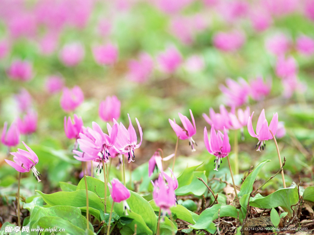 鲜花花朵花卉