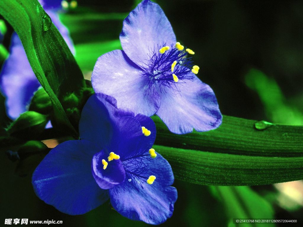 鲜花花朵花卉