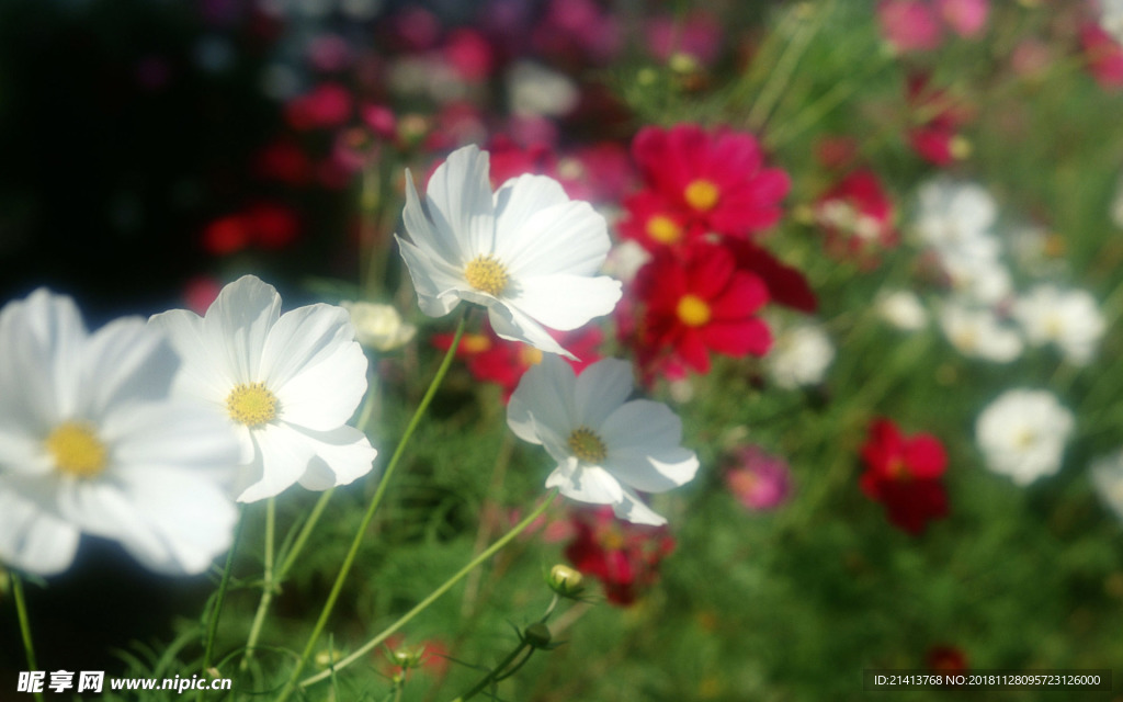鲜花花朵花卉