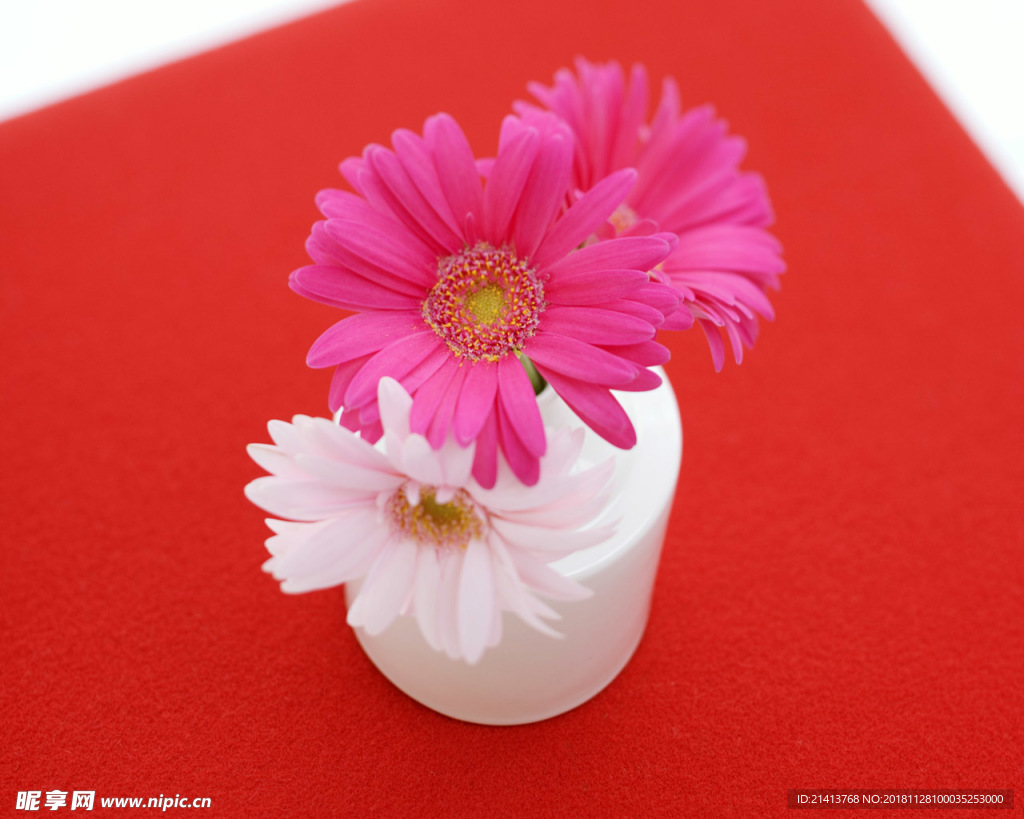 鲜花花朵花卉