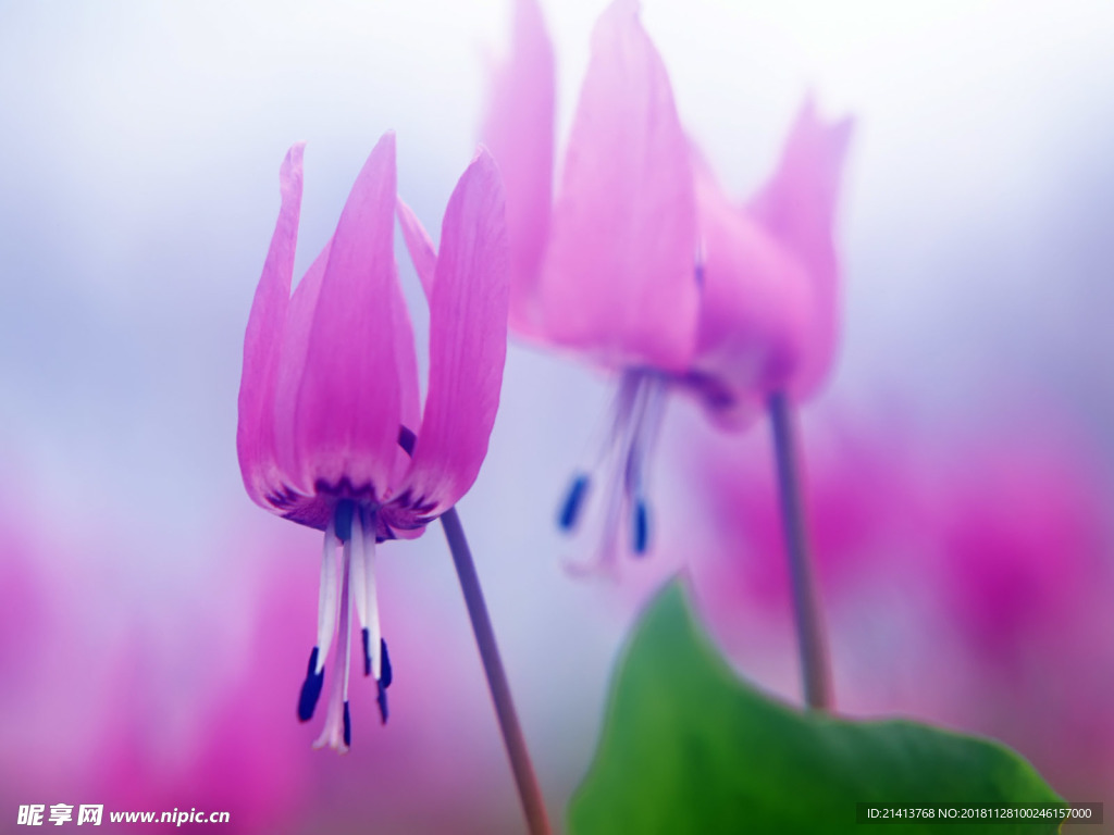 鲜花花朵花卉