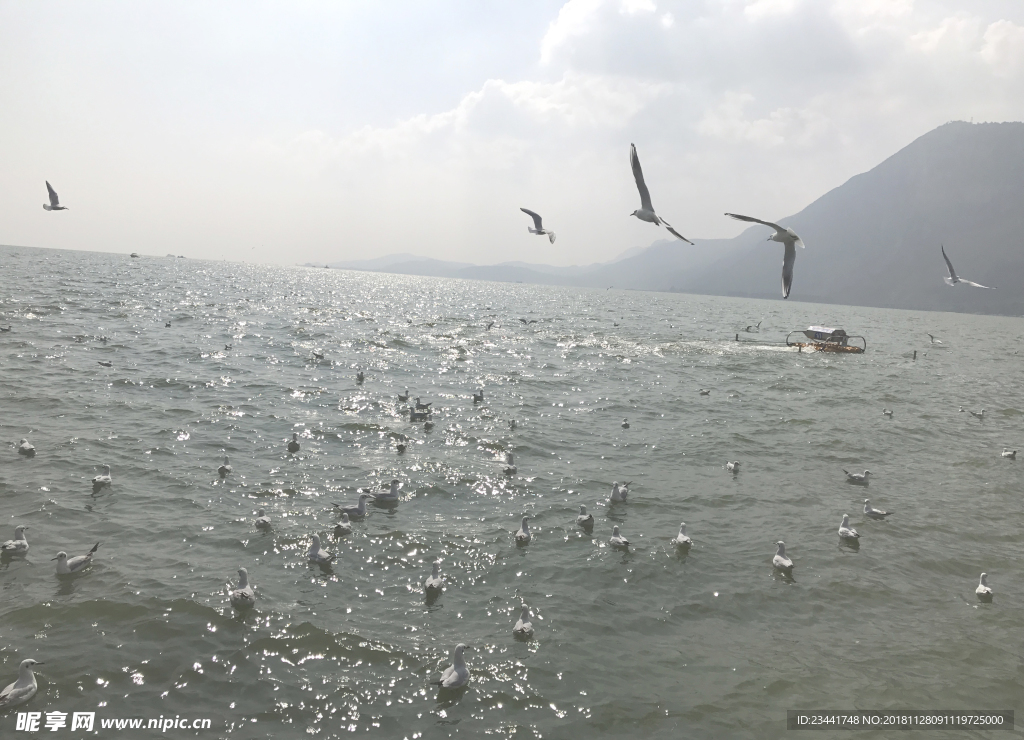 海鸥 红嘴鸥