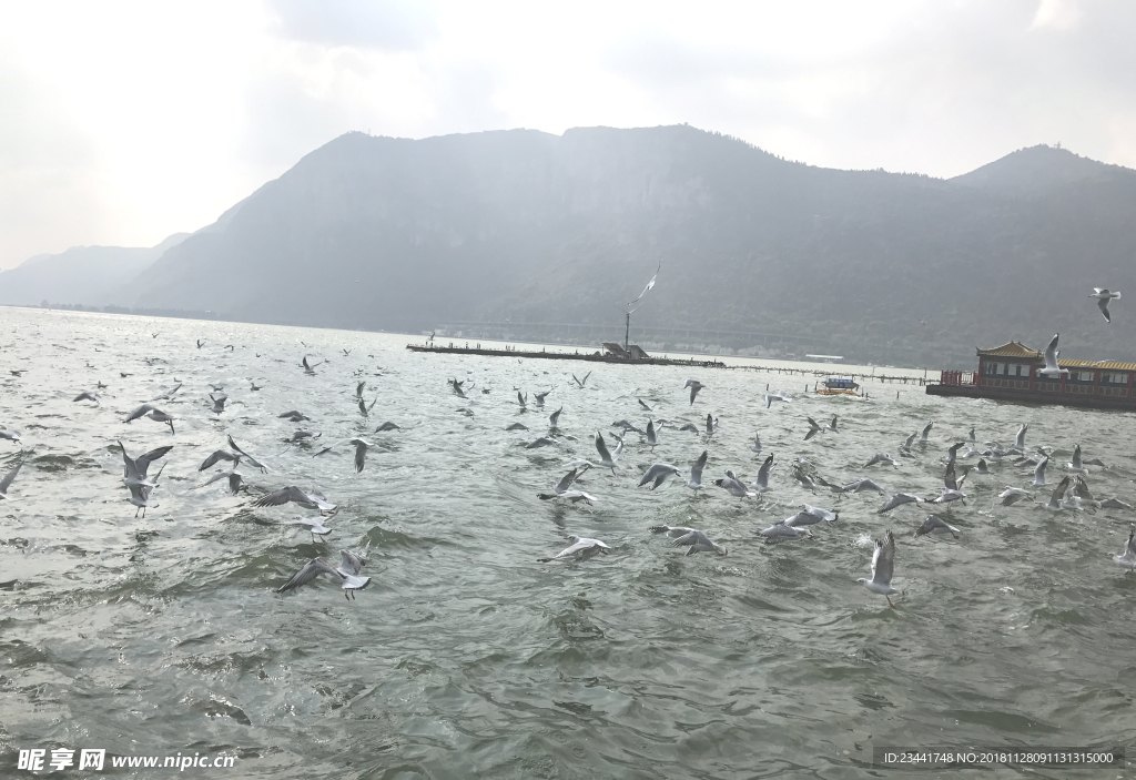 海鸥 红嘴鸥