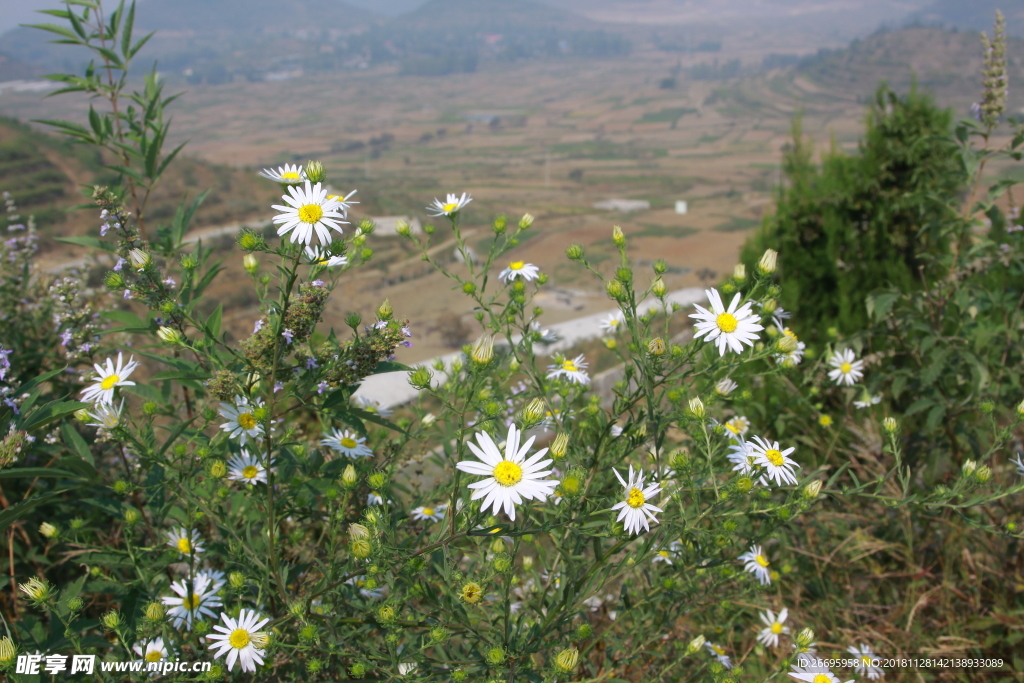 山上雏菊