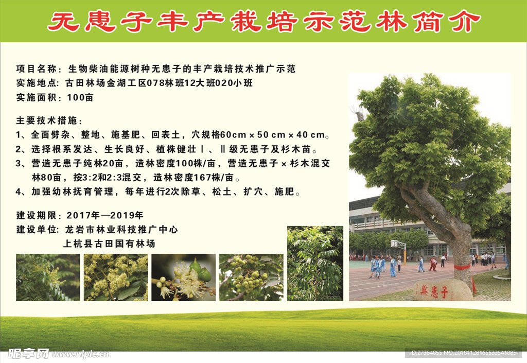 无患子丰产栽培示范林简介